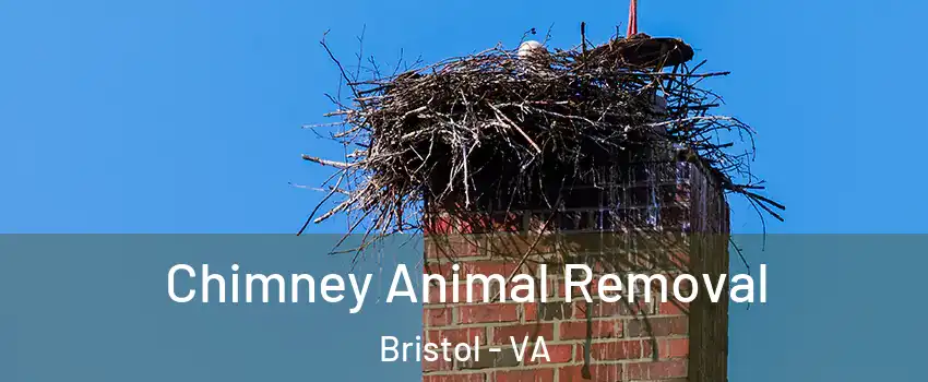  Chimney Animal Removal Bristol - VA