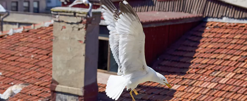 Residential Chimney Animal Removal Solution in Bristol, VA