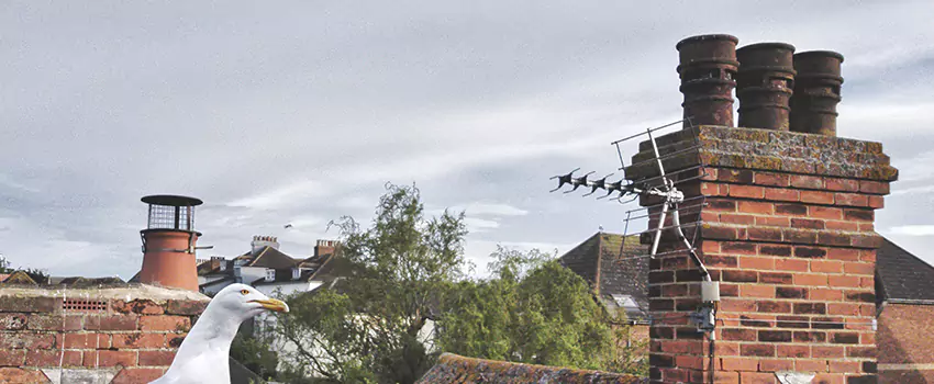 Chimney Cleaning And Restoration in Bristol, Virginia